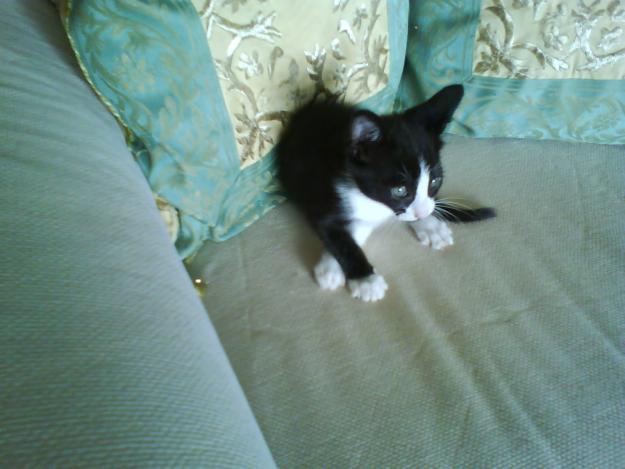 Regalo preciosa gatita de un mes