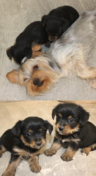 Se venden Yorkshires