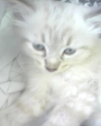 vendo Gato persa solo me queda uno - mejor precio | unprecio.es