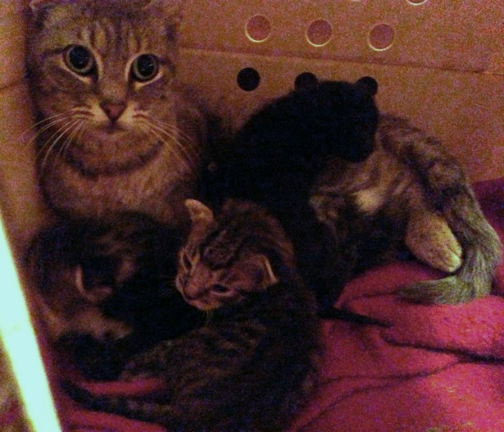 Se necesita adopción para una gata y sus bebes. adoptagat