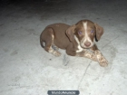 Fede precioso bebe busca adopción!! - mejor precio | unprecio.es