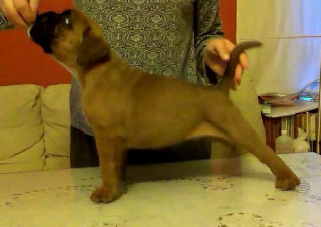 Boxer cachorro macho