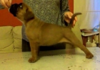 Boxer cachorro macho - mejor precio | unprecio.es