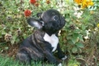 BULLDOG   FRANCES   440   c/u - mejor precio | unprecio.es