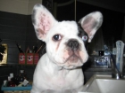 bulldog frances macho - mejor precio | unprecio.es