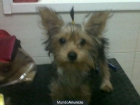 cachorra de yorksire de 5 meses (criadero profesional) - mejor precio | unprecio.es