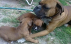 Cachorros de boxer ... - mejor precio | unprecio.es
