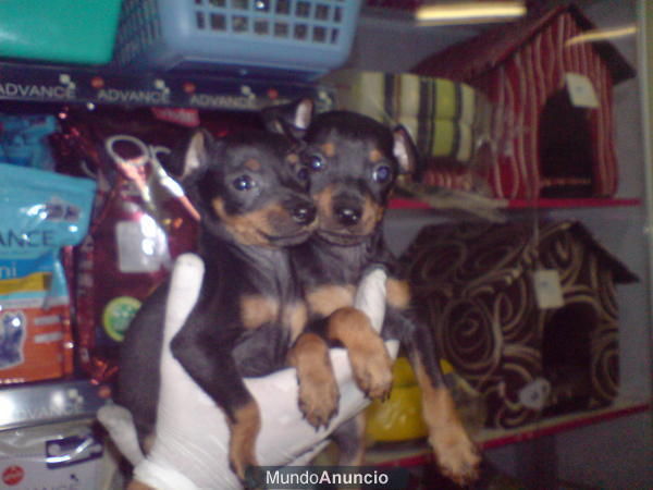 CACHORROS DE PINCHER MINI, EXCELENTES 530 EUROS