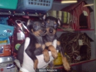 CACHORROS DE PINCHER MINI, EXCELENTES 530 EUROS - mejor precio | unprecio.es
