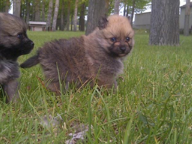 Pomerania cachorros de calidad con pedigree