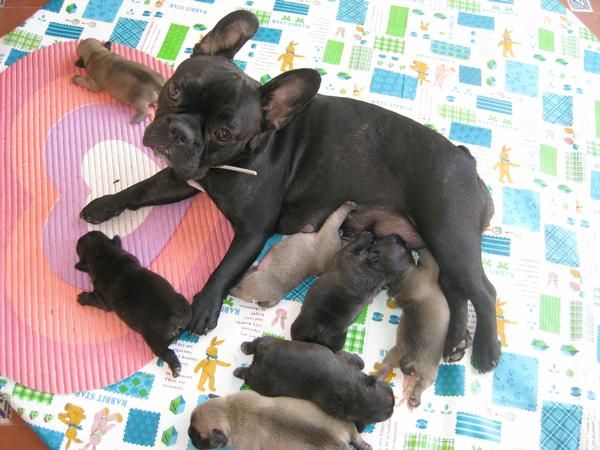 PRECIOSOS CACHORRITOS DE BULLDOG FRANCES!!!