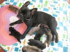 PRECIOSOS CACHORRITOS DE BULLDOG FRANCES!!! - mejor precio | unprecio.es