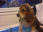 BEAGLE perro alegre, perros, cachorros, criadero, venta. El estándar - mejor precio | unprecio.es