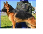 Cachorros de Pastores Alemanes. - mejor precio | unprecio.es
