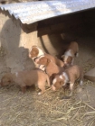 Cachorros de podenco - mejor precio | unprecio.es
