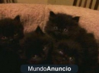 gatitos persas eropeos ha precio de regalo 6 9 7 2 3 9 7 4 1 - mejor precio | unprecio.es