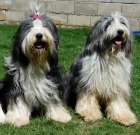 Próxima Camada de Bearded Collie, nacerán del 9 al 14 de Agosto de 2010 - mejor precio | unprecio.es