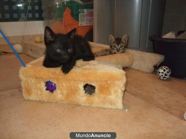 REGALO GATITOS