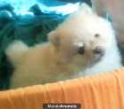 soy particular y vendo 1 solo cachorrito lulu de pomerania TOY con vacunas y pedegriee de campeones todo por 399 euros v - mejor precio | unprecio.es