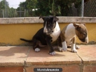 Bull Terrier Cachorros de 150 € - mejor precio | unprecio.es