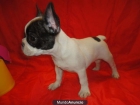 BULLDOG FRANCES 399€ - mejor precio | unprecio.es