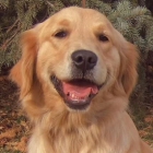 Busco golden retriever para adoptarlo - mejor precio | unprecio.es