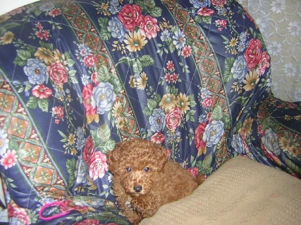 cachorrito de caniche toy rojo