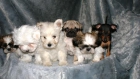 CRIADORES Y CON 2 TIENDAS DE CACHORRITOS CERCA DE TARRAGONA! - mejor precio | unprecio.es