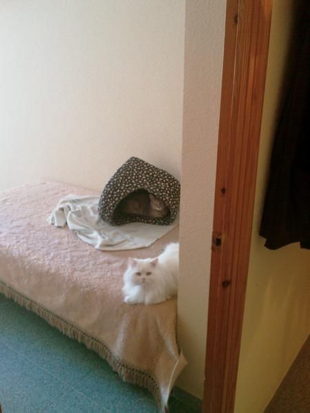 GATO PERSA Y GATITA ROMANA