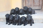 Increible camada de Labrador Chocolate - mejor precio | unprecio.es