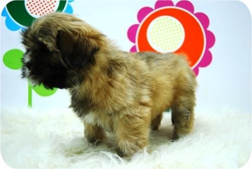 Lhasa Apso, camada de alta calidad.