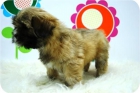 Lhasa Apso, camada de alta calidad. - mejor precio | unprecio.es
