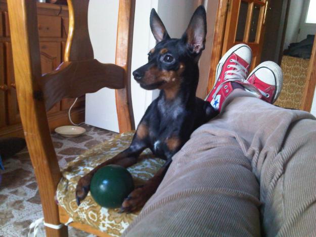 Monta mini pinscher