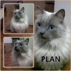 PLAN. Hermoso gato de pelo largo busca nuevo hogar. SEVILLA. - mejor precio | unprecio.es