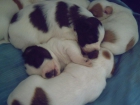 REGALO CACHORROS - mejor precio | unprecio.es