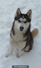 Vendo preciosos cachorros de Husky Siberiano - mejor precio | unprecio.es