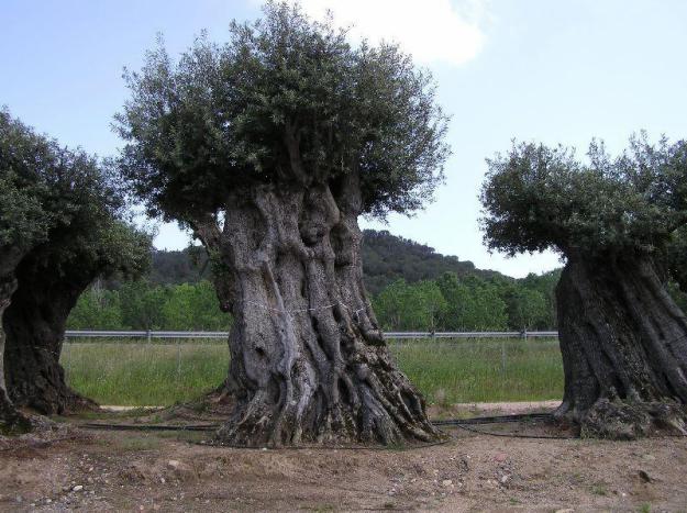 Venta de olivos centenarios