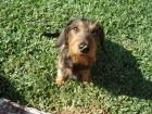 Busca perrita - mejor precio | unprecio.es