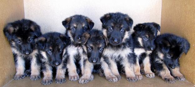cachorros pastor aleman