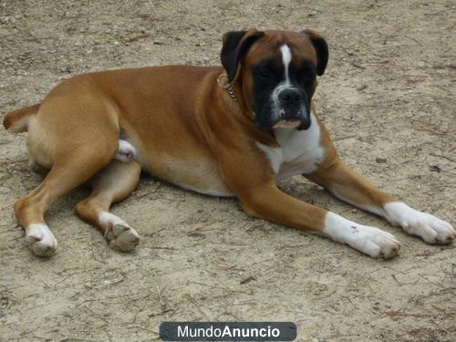 CAMADA BOXER CON PEDEGREE