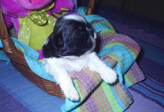 Camada de shih tzus con pedigree y afijo