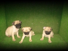 CARLINOS PRECIOSOS CACHORROS 390 € - mejor precio | unprecio.es