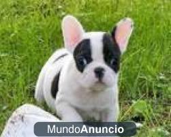 Gratis Exclusivo Cachorro Bulldog Frances macho y hembra disponibles