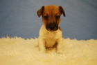 jack russell terrier disponibles - mejor precio | unprecio.es