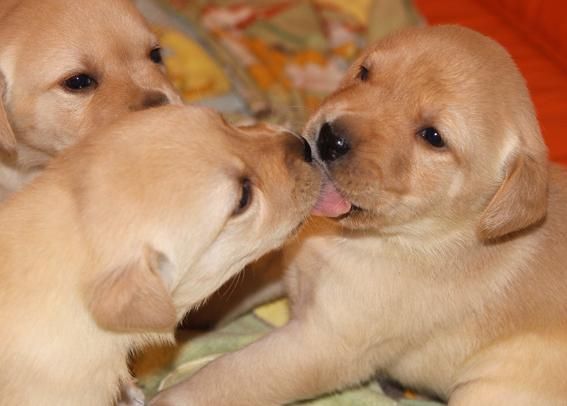 OPORTUNIDAD! ULTIMOS CACHORROS LABRADOR!