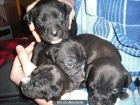 Se venden cachorros Pitbul - mejor precio | unprecio.es