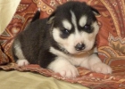 Cariñoso siberian husky de ojos azules. - mejor precio | unprecio.es