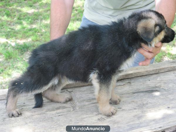 Cachorror de Pastor Aleman