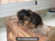 cachorros de yorkshire terrier