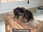 cachorros de yorkshire terrier - mejor precio | unprecio.es